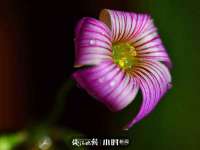 邳州杰之锐商贸有限公司