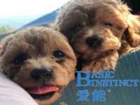 邳州杰之锐商贸有限公司
