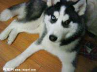 邳州杰之锐商贸有限公司
