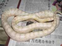 邳州杰之锐商贸有限公司